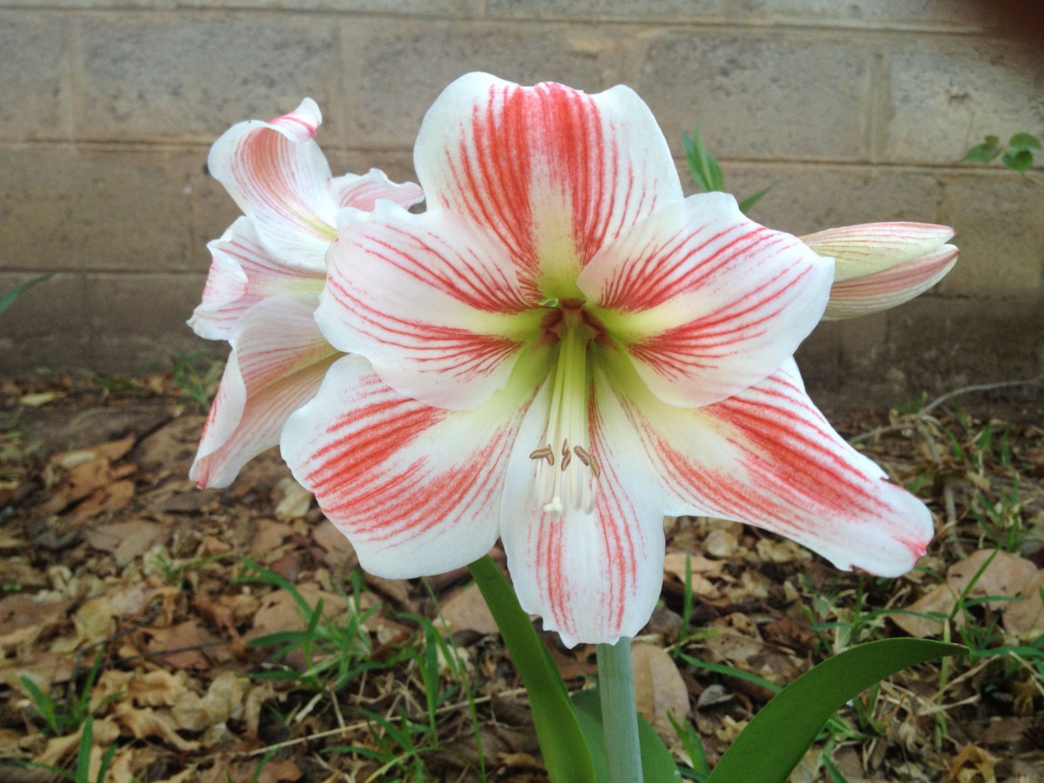 Community gathering and meals